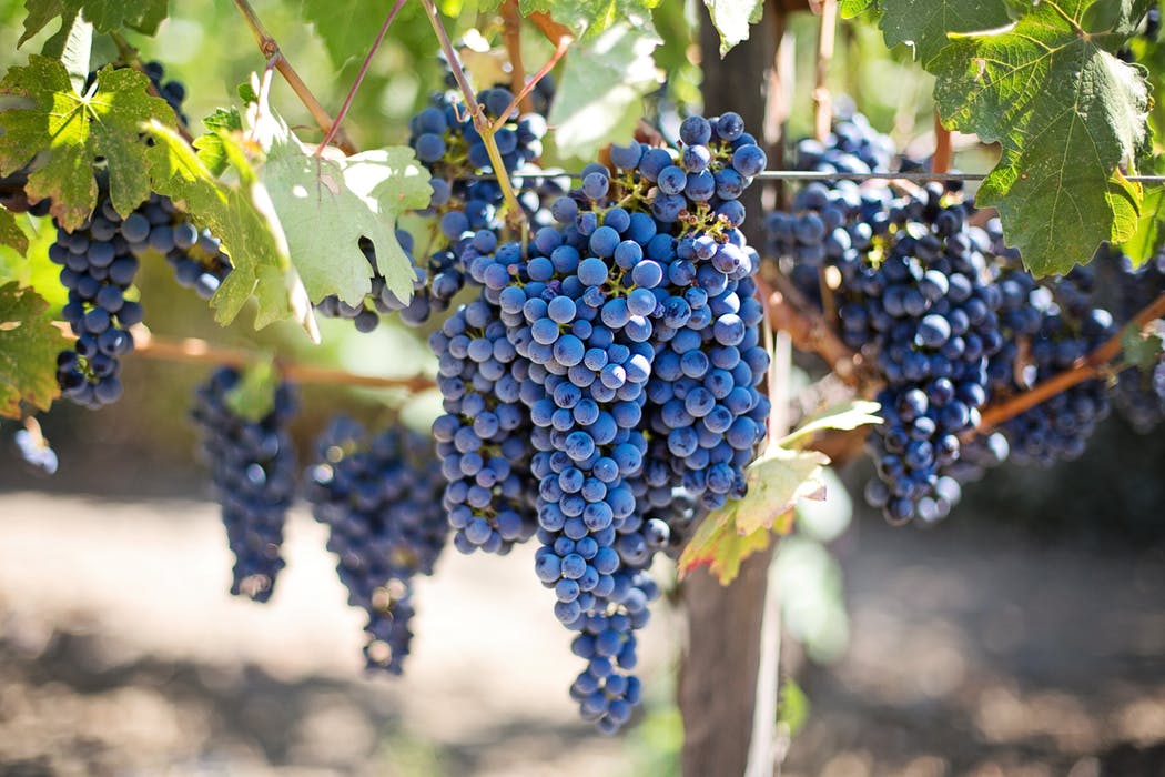 table grapes vs wine grapes